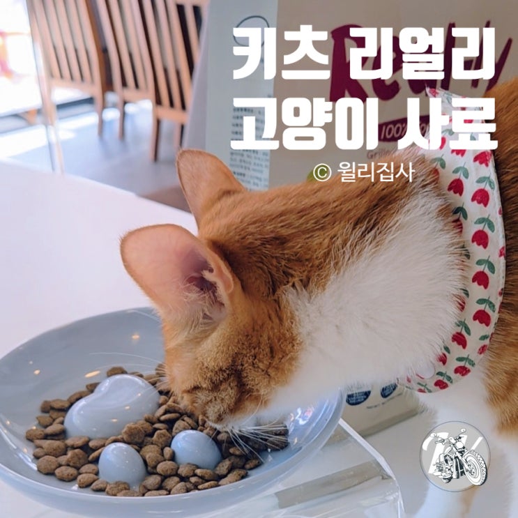 키츠 리얼리 고양이 사료 추천