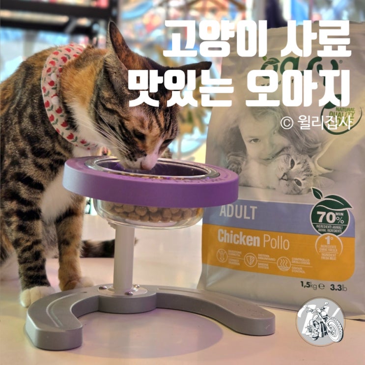  고양이사료대용량 맛있으면 오아지