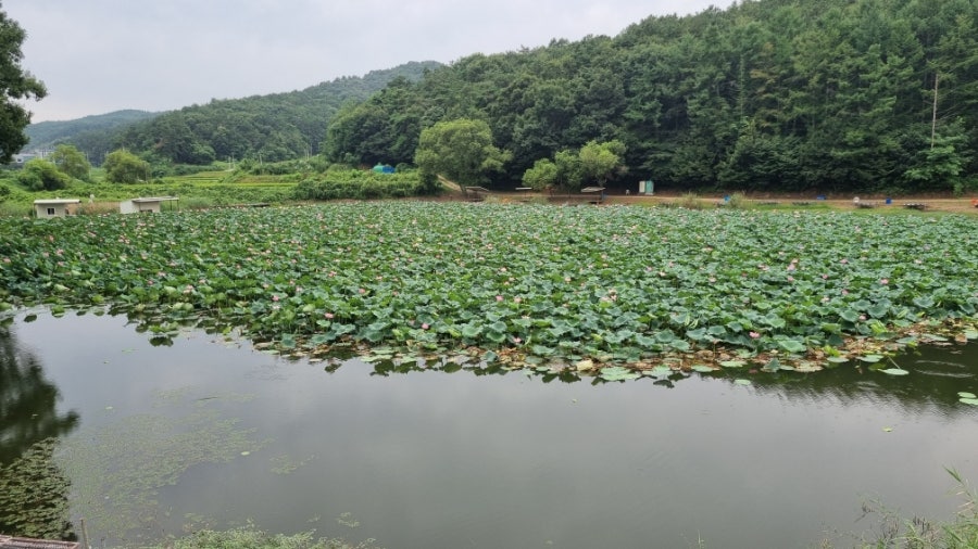 삼합저수지 사진 4