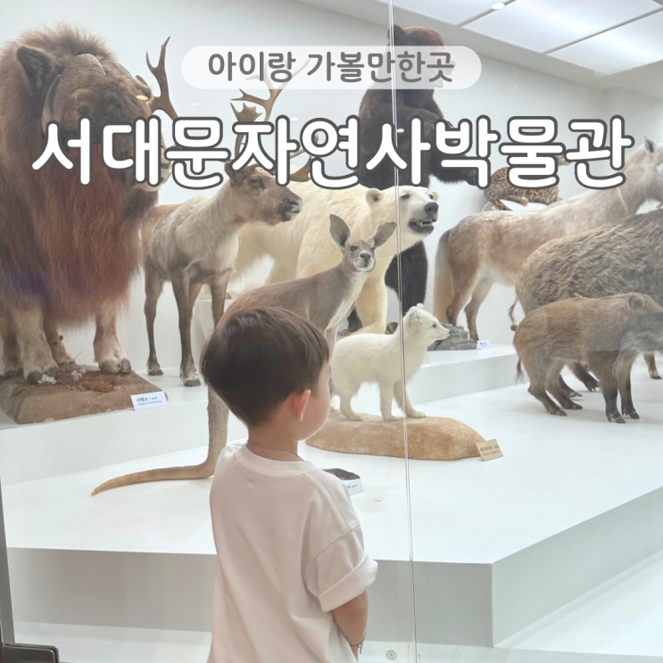  서대문자연사박물관 주말 나들이 서울 실내 아이랑 가볼만한곳 추천
