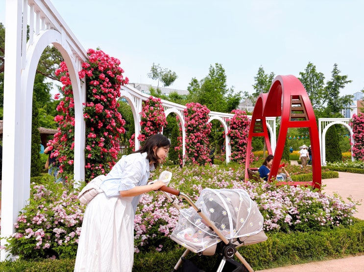 [마실]오산 장미빛축제 다녀왔어요_고인돌공원