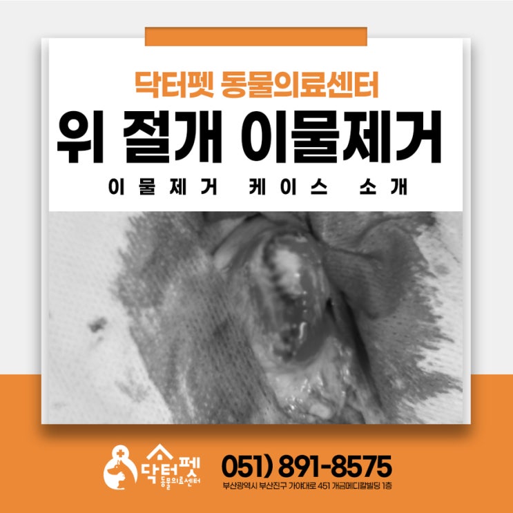  장난감 공 먹은 2살 프렌치 불독 어떻게 꺼냈을까? 부산 일요일 수술 동물병원