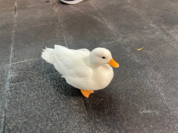  대만 타이베이 여행, 맛있고 재밌었던 스린야시장 후기