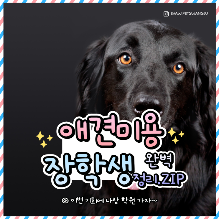   광주 강아지미용, 이바우펫에서 시작하세요! 