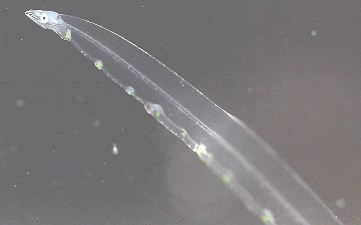 Scolecenchelys sp. (leptocephalus : Scolecenchelys cf. aoki / fuscogularis ) 동해물뱀/가는물뱀 유사 렙토세팔루스