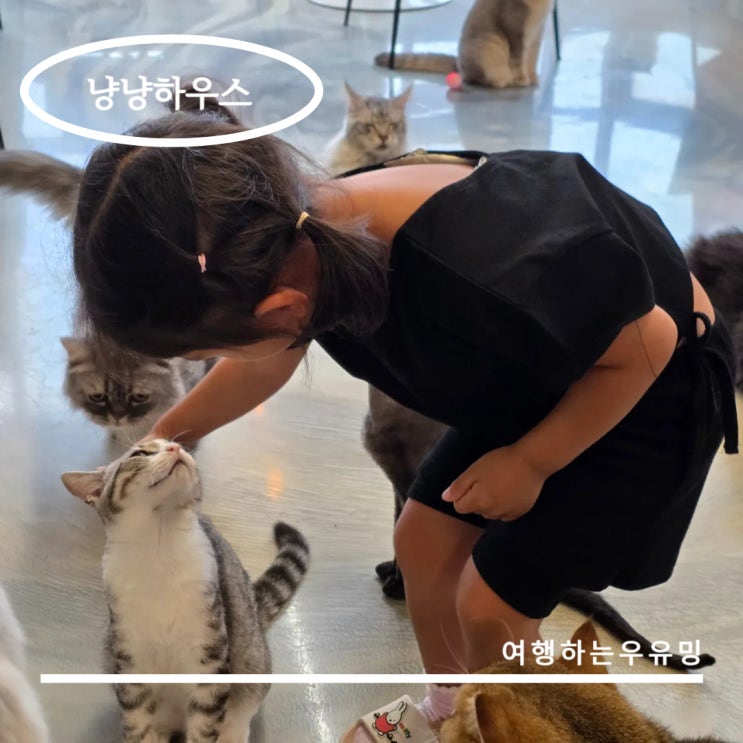  강일동 고양이카페 냥냥하우스, 애교가 많은 29마리의 고양이와의 시간