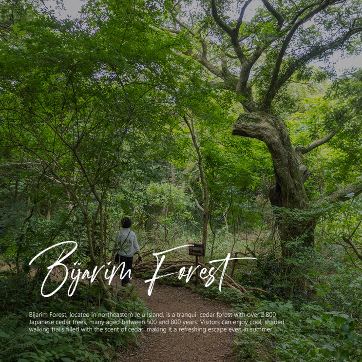  제주 비자림 숲 8월 제주도 여행 추천