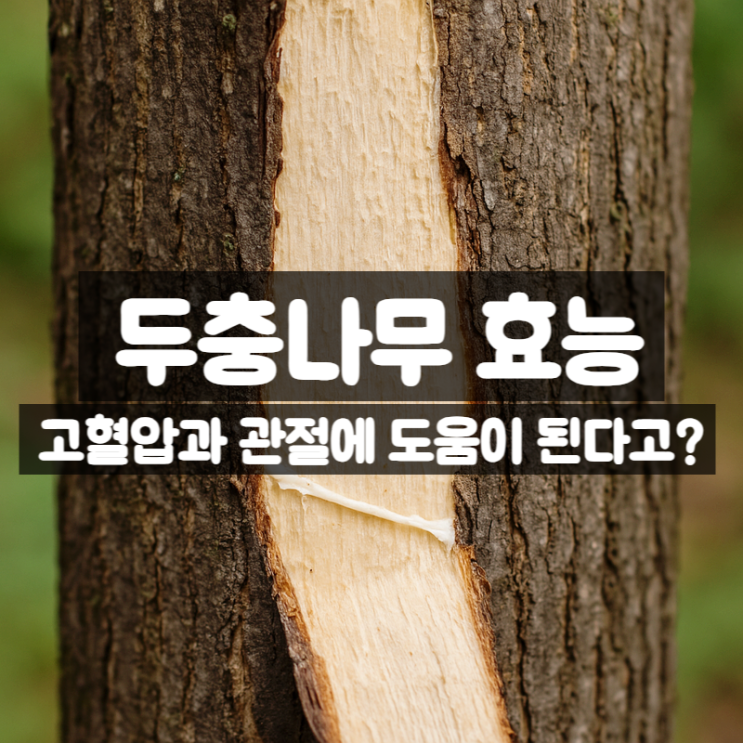  두충나무 효능, 고혈압에 도움을 주는 두충나무 껍질