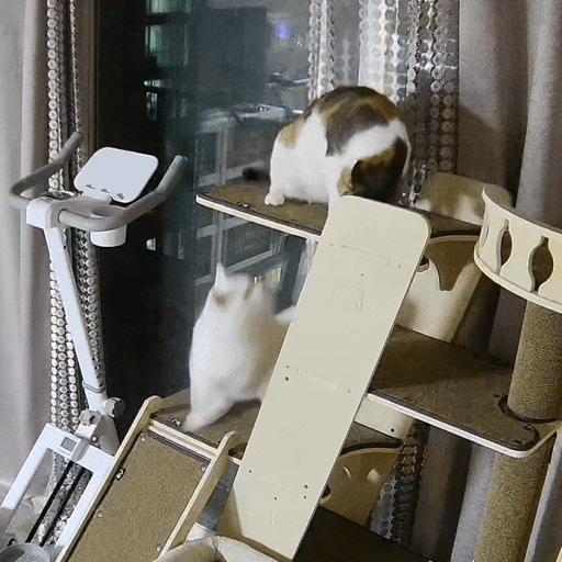  고양이 일상 : 티격태격도 사랑이다  캣타워에서 벌어지는 섬섬·옥수 이야기와 멀리 있는 수마니 근황
