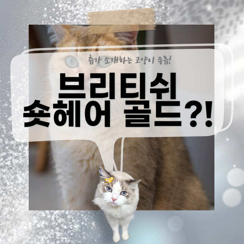 단모종 브리티쉬 숏헤어 골드: 품종 특징·분양 체크리스트·관리법 총정리