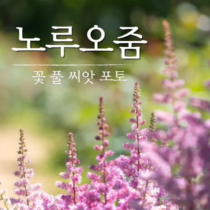  노루오줌 꽃 포토 풀 꽃말 흰숙은노루오줌