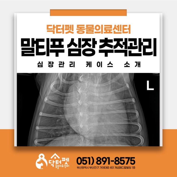  말티푸 심장병 추적 관리 부산 강아지 MVD 심장 초음파 검사 동물병원