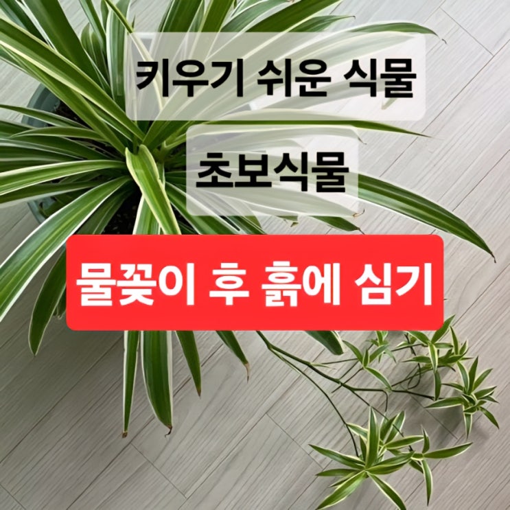   키우기 쉬운 초보 식물, ‘행운목풀(접란)’ 키우기/물꽂이 후 분갈이하기/이름, 특징, 생육환경, 빛, 온도, 습도, 물 주기, 번식방법, 꽃, 분갈이, 흙 배합/키우 난이도
