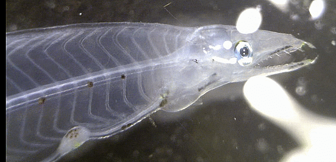  Myrophinae sp. ulsan A ( leptocephalus : undetermined adult species: ) 갯물뱀 아과의 1종 렙토세팔루스