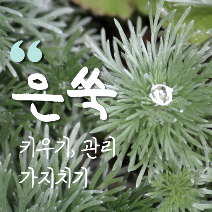  은쑥 키우기 꽃 가지치기 월동 꽃말 식용?