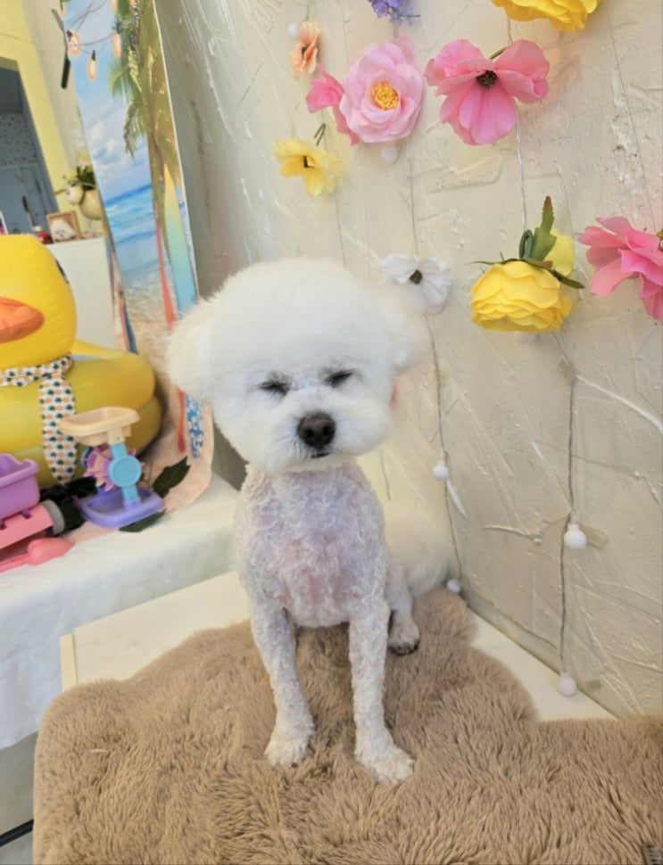  부산 연산동 나랑노랑 애견미용실 추천 단골이된 우리 호빵이