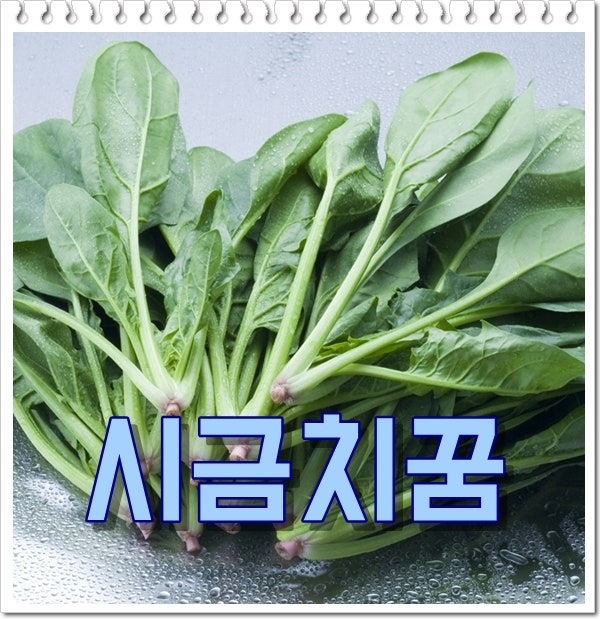 시금치꿈 해몽 시금치 던지는꿈 세척하는꿈 풀이 다양해