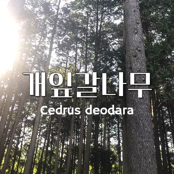  개잎갈나무 포토 열매 학명 특징 잎 수피 솔방울