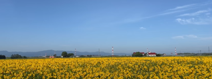  일본 홋카이도 삿포로 해바라기 마을