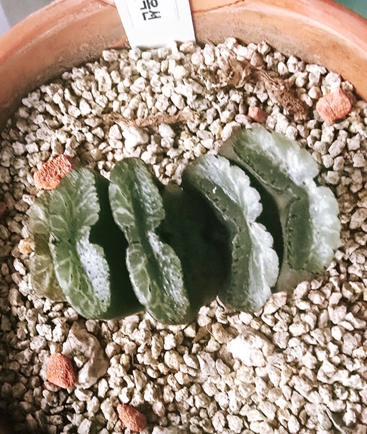  20250813 운택옥선, 소말리아달개비