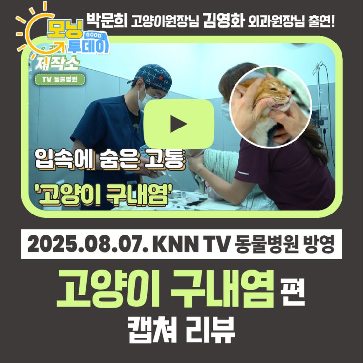  박문희 고양이 원장 김영화 외과 원장 KNN TV동물병원 출연 입속에 숨은 고통 고양이 구내염 캡쳐 리뷰 부산 치과치료 동물병원 닥터펫