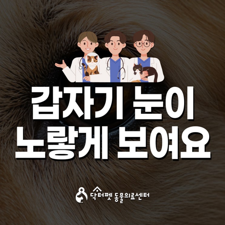  강아지 고양이 눈이 노랗게 보여요 황달 맞나요?