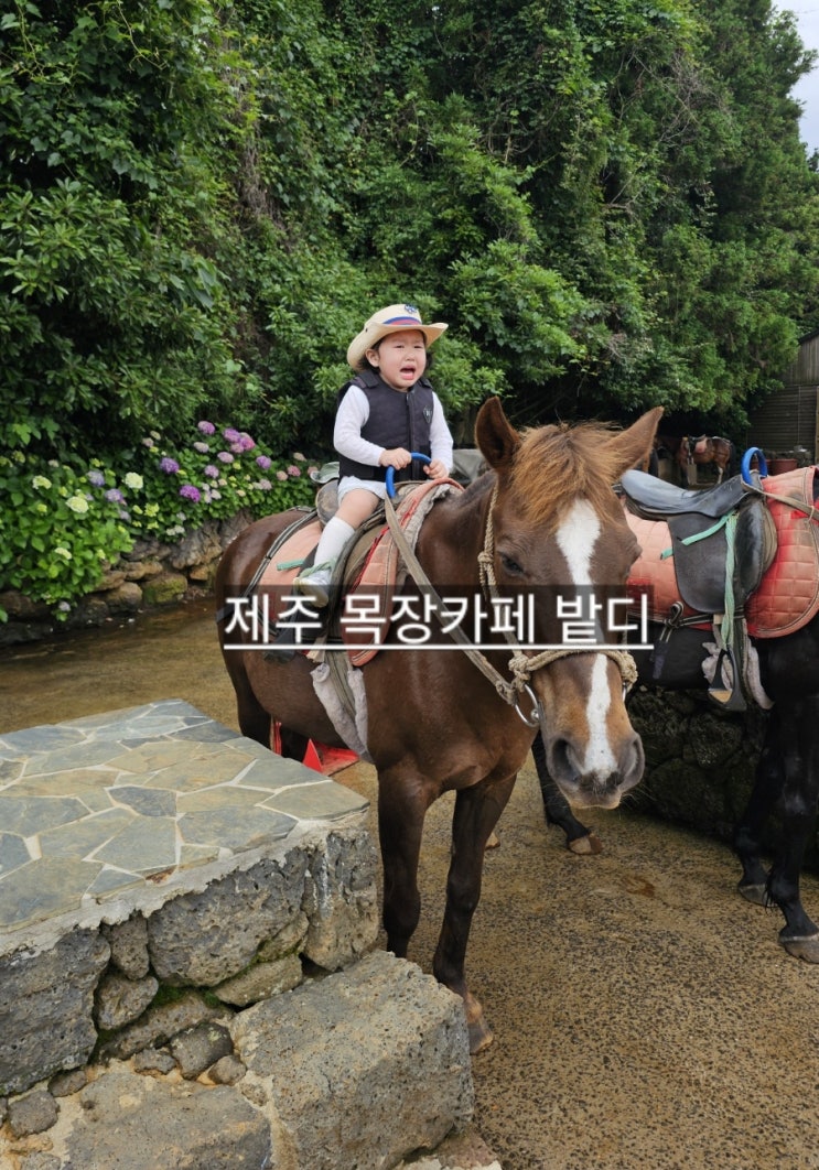  제주도 승마체험 목장카페 밭디  제주 아이랑 가볼만한 곳 !
