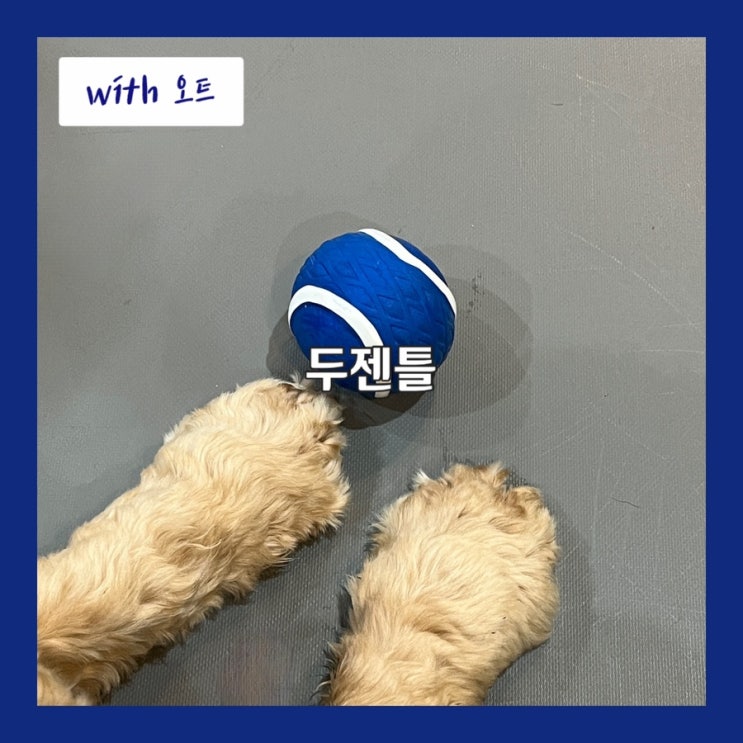  쾌적한 곳에서 귀염둥이들과 교감, 강아지유치원 애견카페, 두젠틀