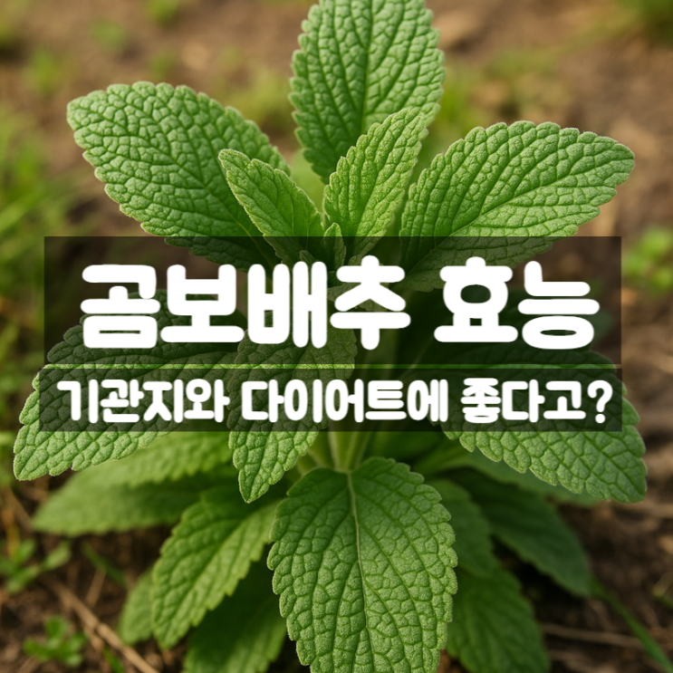 곰보배추 효능, 시럽 즙 활용해 기관지 건강 관리