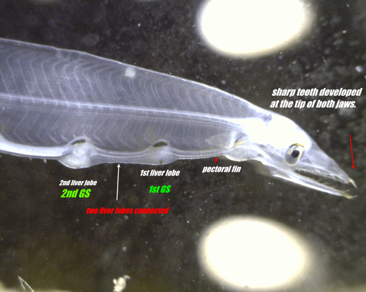  3-2. Echelus uropterus ( leptocephalus )  ヒレアナゴ  날붕장어 렙토세팔루스 (3개체)