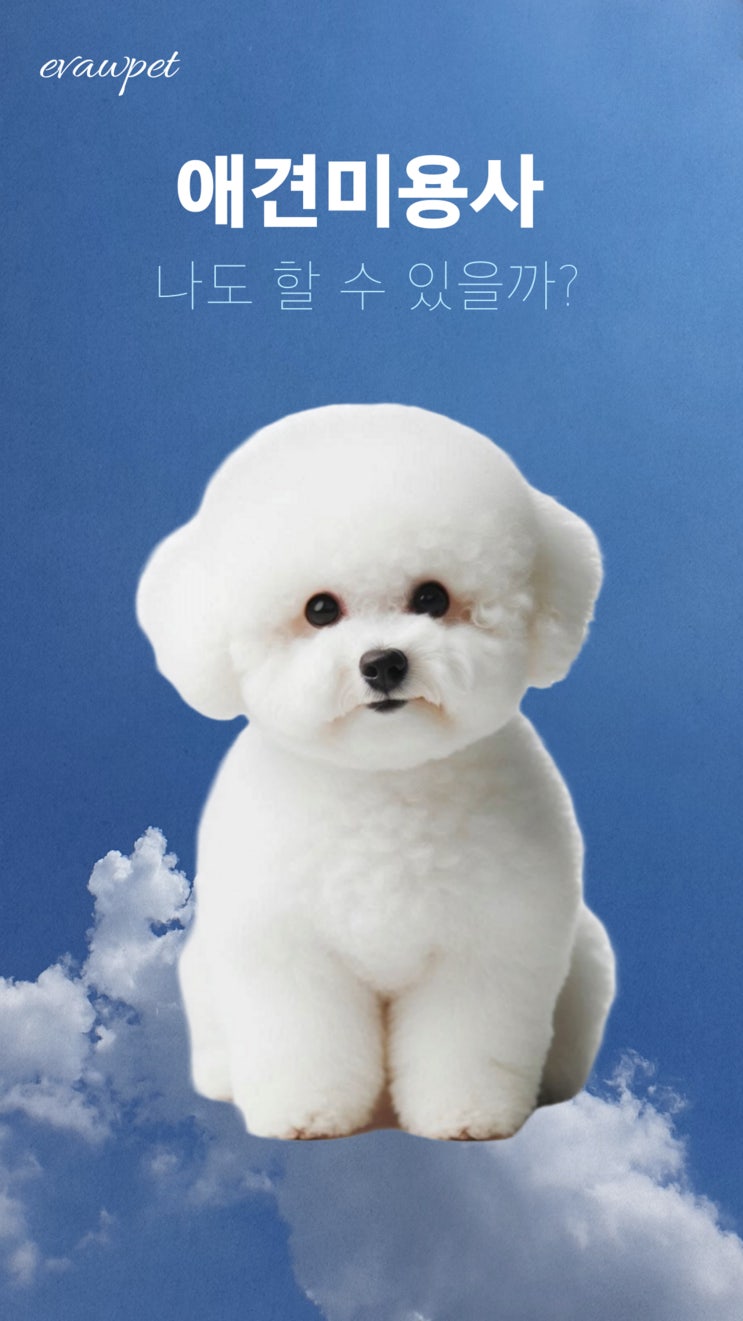  광주애견미용취업, 초보도 가능할까? 펫산업 전문가가 알려주는 해답