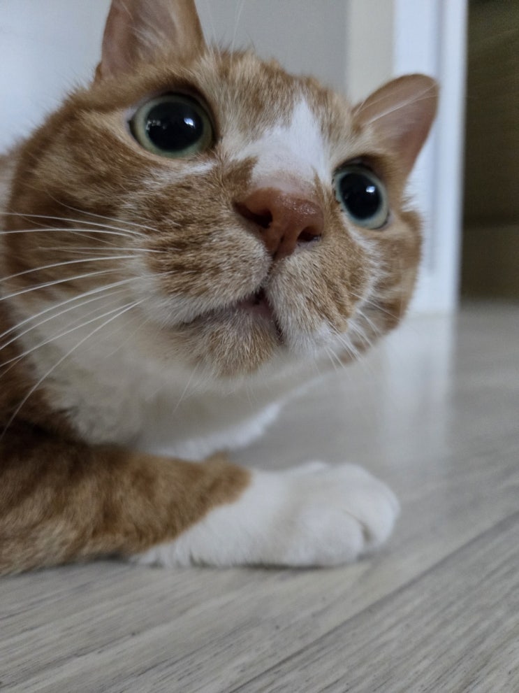  우리집 첫째 고양이, 밤톨이 이야기