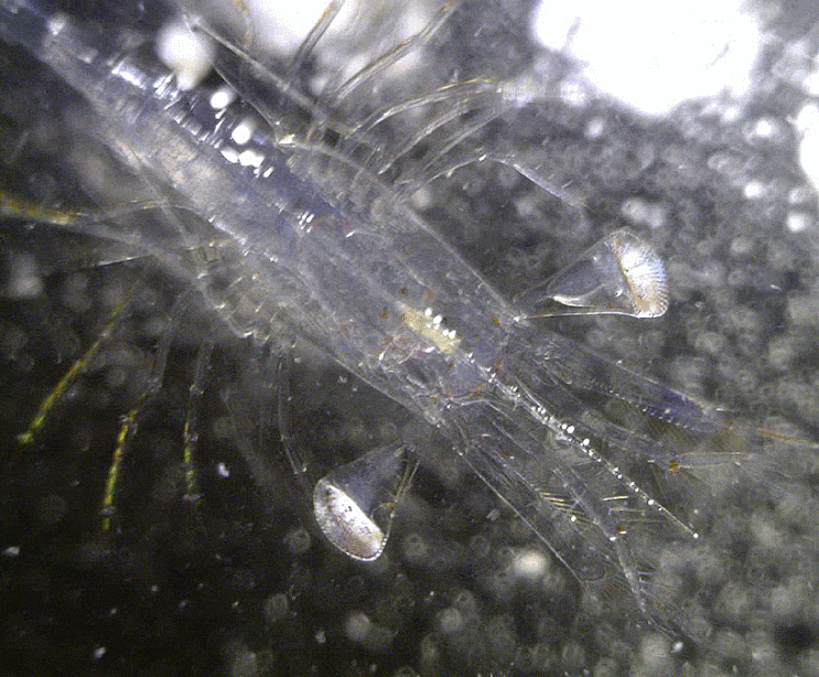  (possibly) Pandalidae sp. (larval-early juvenile shrimp) (아마) 도화새우과의 어린 시절