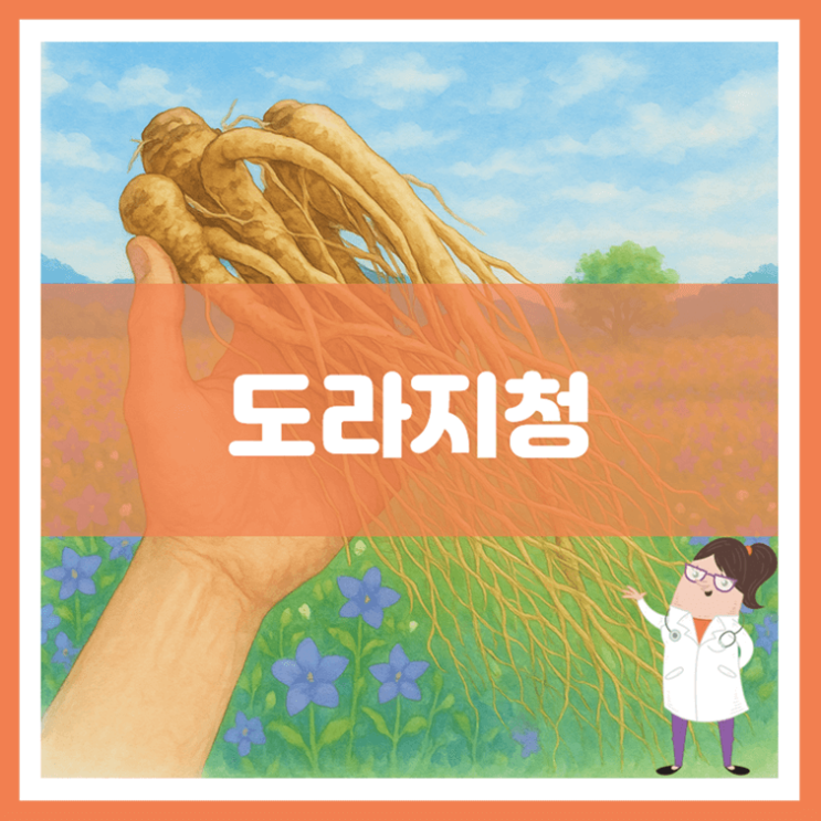  도라지청 효능 부작용 만드는 방법
