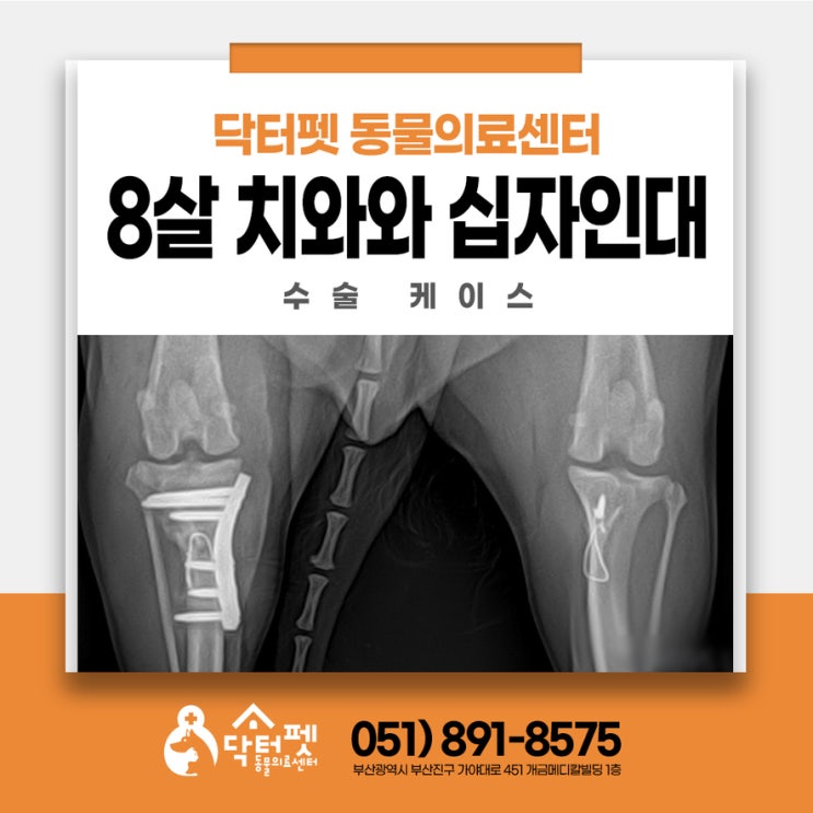  8살 치와와 전방십자인대파열 CTWO 강아지 수술 잘하는 부산동물병원