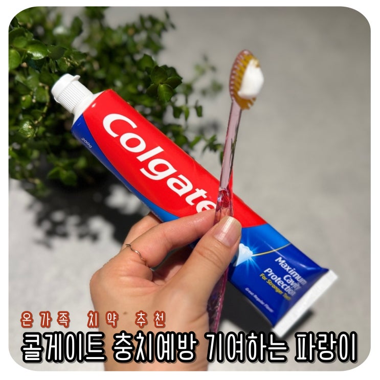  콜게이트 그레이트 레귤러 치약 이것도 궁금해졌다
