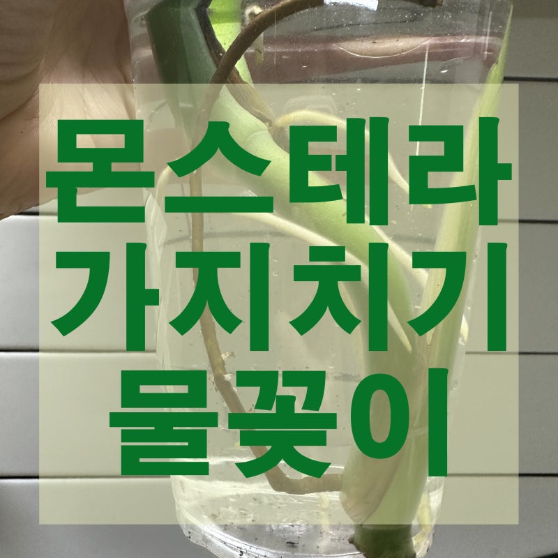 몬스테라 가지치기 물꽂이 수경재배 하는 방법