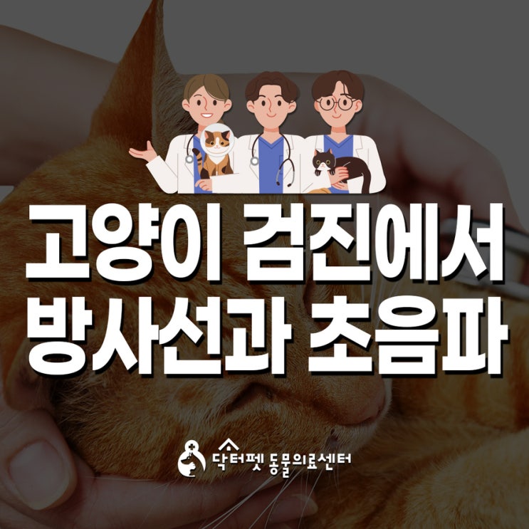  고양이 검진 엑스레이 방사선과 초음파의 차이! 건강을 살피는 두 가지 눈 부산 고양이 친화병원