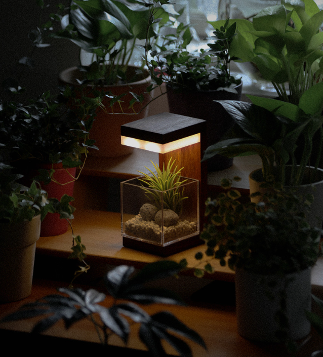  원목 플랜테리어 식물 LED 무선 무드등 – 집들이 선물로 딱! 네추럴베이지 이오난사 기본 세트