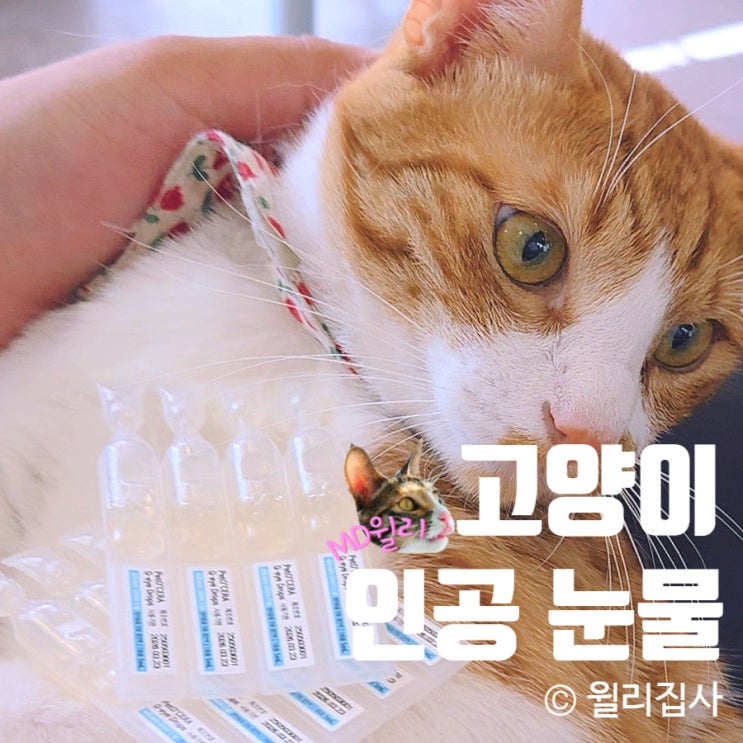  고양이 인공눈물은 페토세라 큐아이 드롭으로