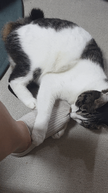  고양이 뒷발팡팡 그 귀여움과 위험성에 대하여