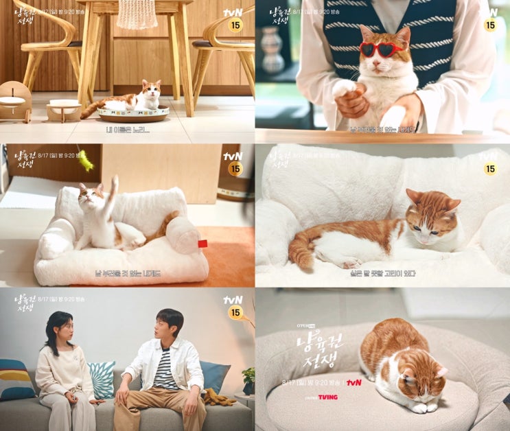 <b>냥육권 전쟁</b>, <b>윤두준</b>·김슬기 이혼에 고양이 등 터져