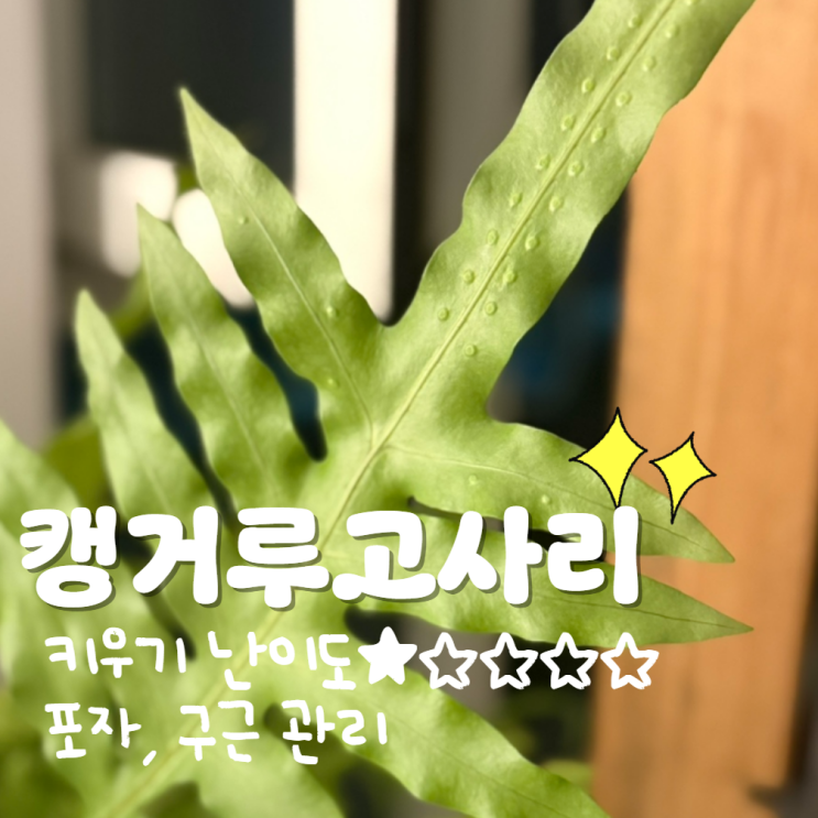  캥거루고사리 고사리포자 번식 방법 리조옴 관리