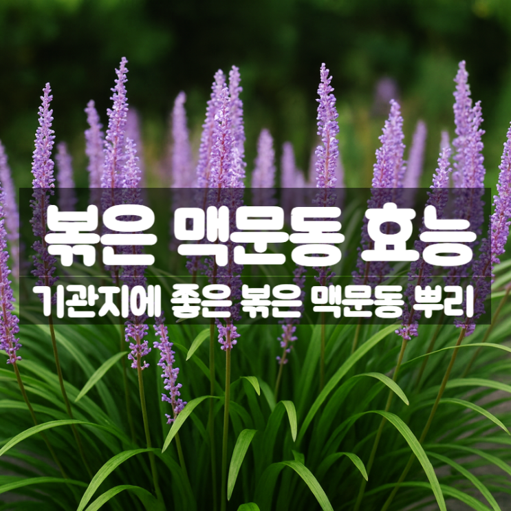  볶은 맥문동 효능 – 차 즙 진액으로 기관지 건강 관리