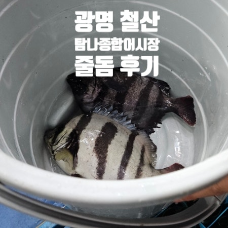  광명 철산역 | 내돈내산 광명횟집 탐나종합어시장 줄돔 후기 인천종합어시장과 비교