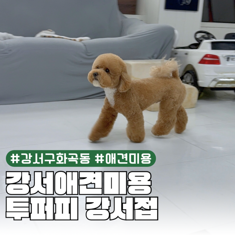 사진 9