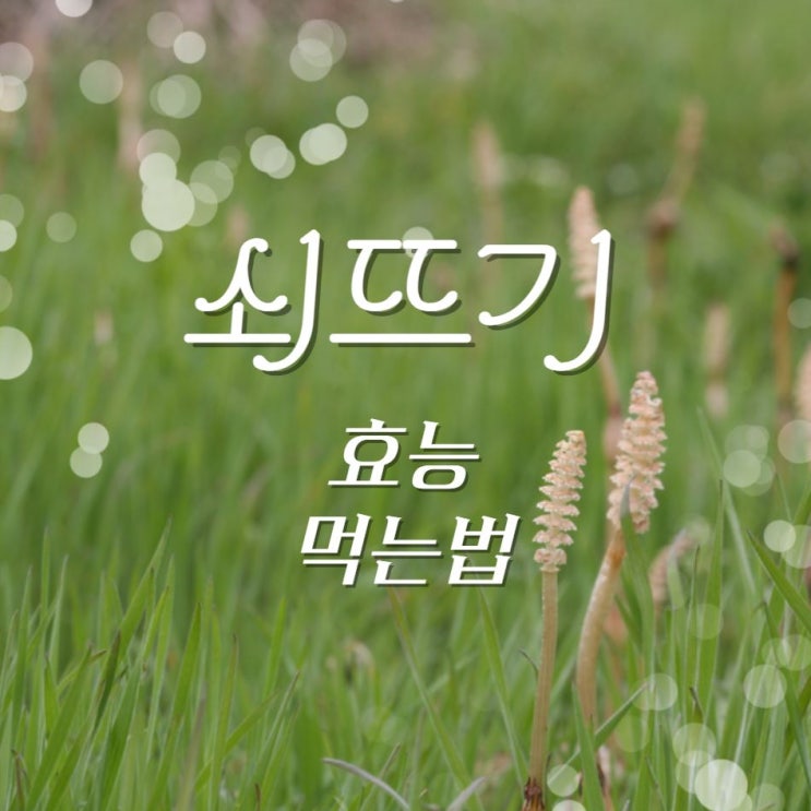  쇠뜨기효능 풀 차 먹는법 제초제 제거방법?