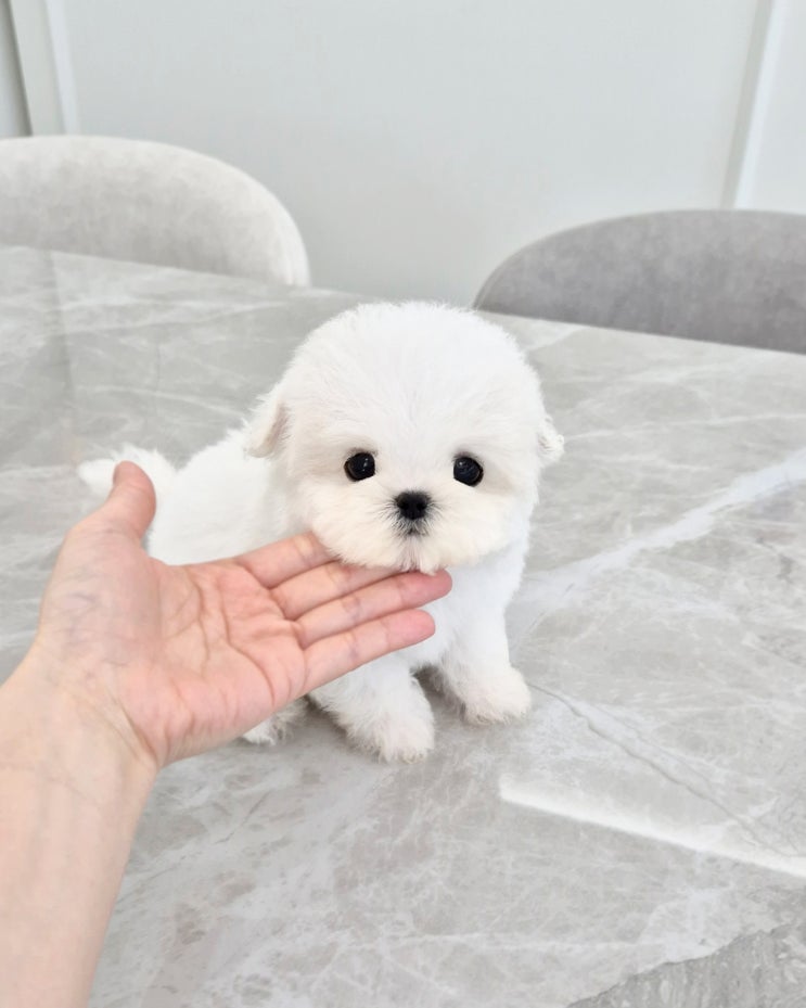  당진강아지분양 분양사기 걱정 없이 데려온 가족, 분양후기
