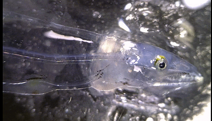  3-3. Echelus uropterus ( leptocephalus ) ヒレアナゴ  날붕장어 렙토세팔루스 :  (alive 2 individuals)
