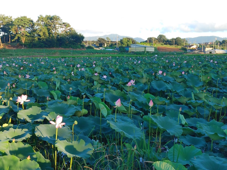 용산제 사진 1